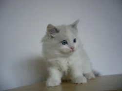 Koťatka Ragdoll bez PP